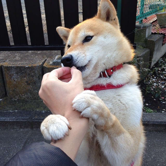 高校体育赛事安全管理体系构建，学校体育赛事体系