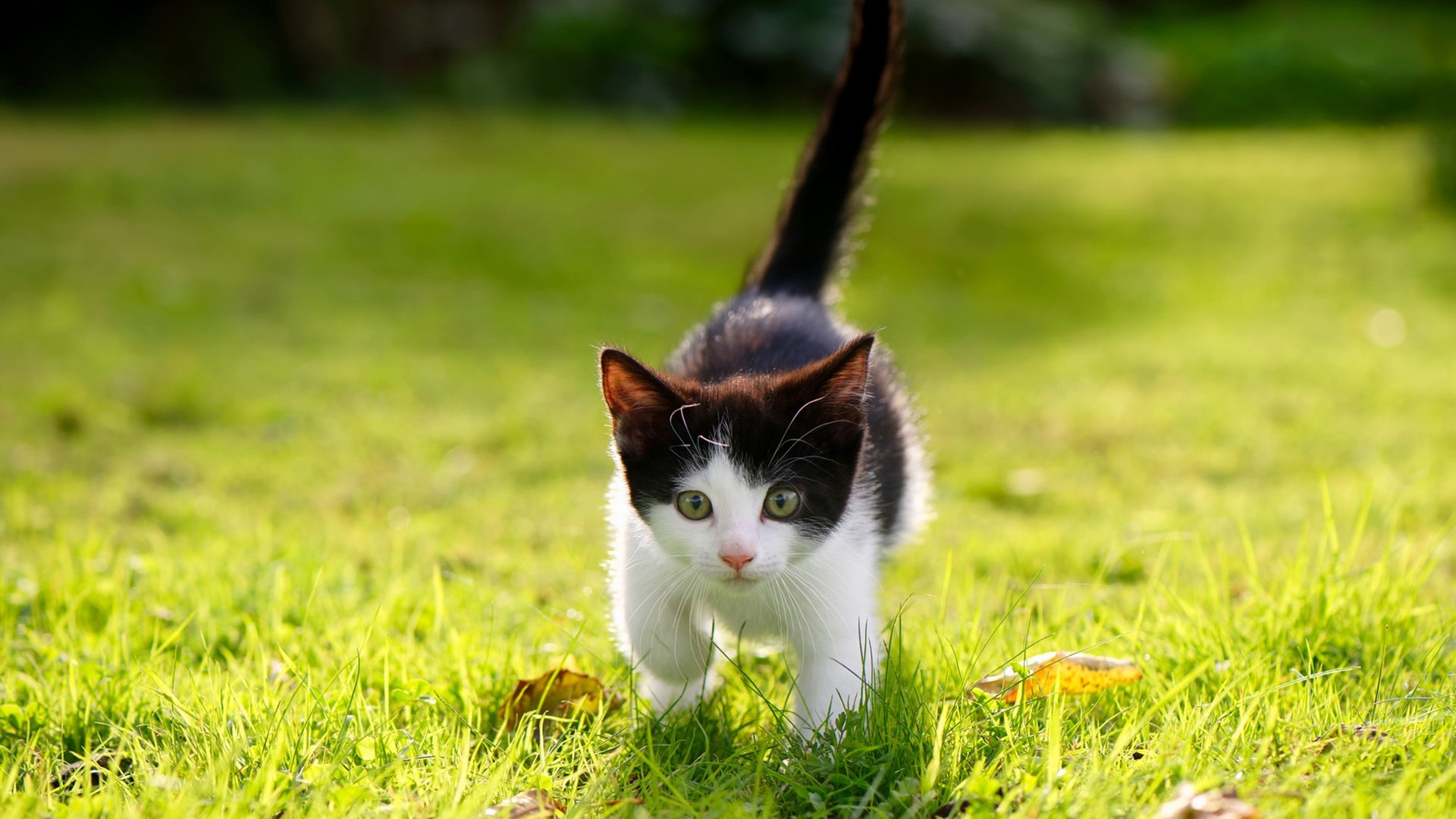 CBA联赛裁判判罚更加公正透明,cba裁判球赛