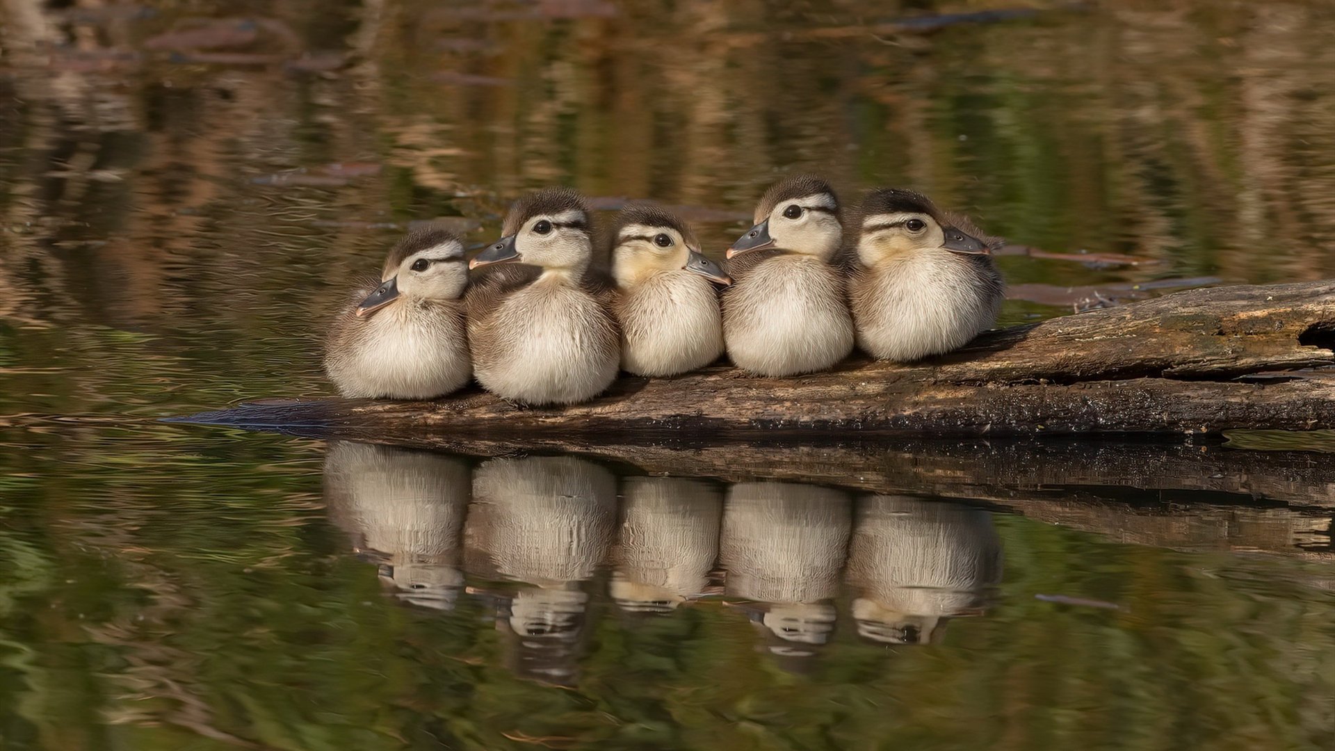 “腰旗美式橄榄球:成都七中东部赛场成现代竞技舞台”