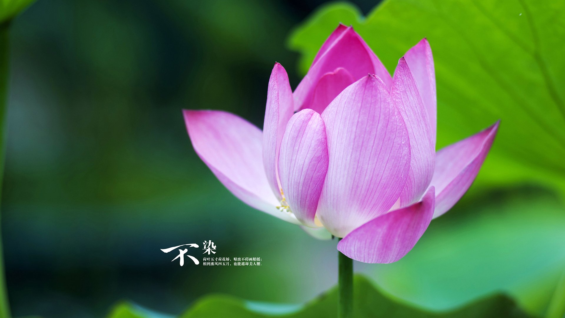 世俱杯直播-中国香港队赛制透视：如何通过赛制调整有效提升战术表现，香港的比赛