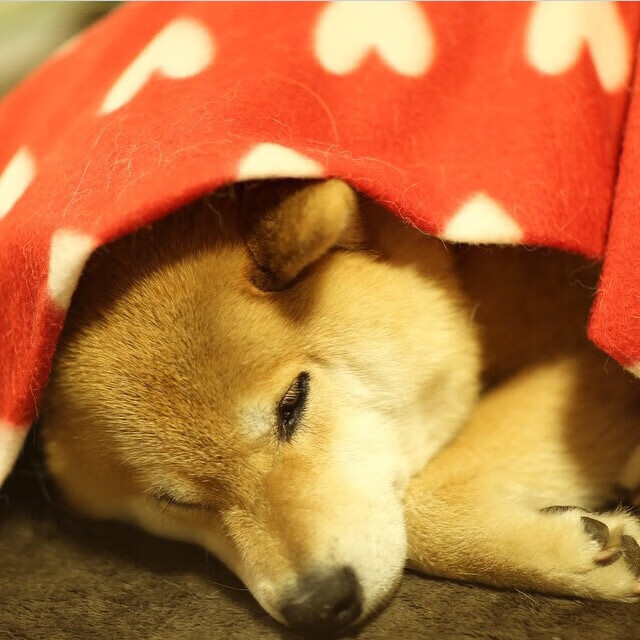 中学生足球精英营通过实战提升技战术理解,市区全面建立校园足球精英训练营