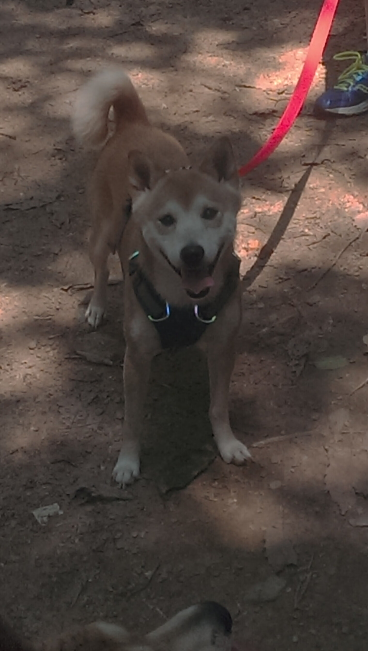 世俱杯足球赛事在线直播-体育新闻中心发布体育新媒体用户增长策略，新媒体对体育赞助未来的影响