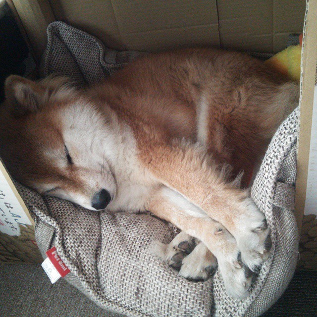 体育新闻中心发布智能运动员训练数据管理平台,全国智能体育运动会