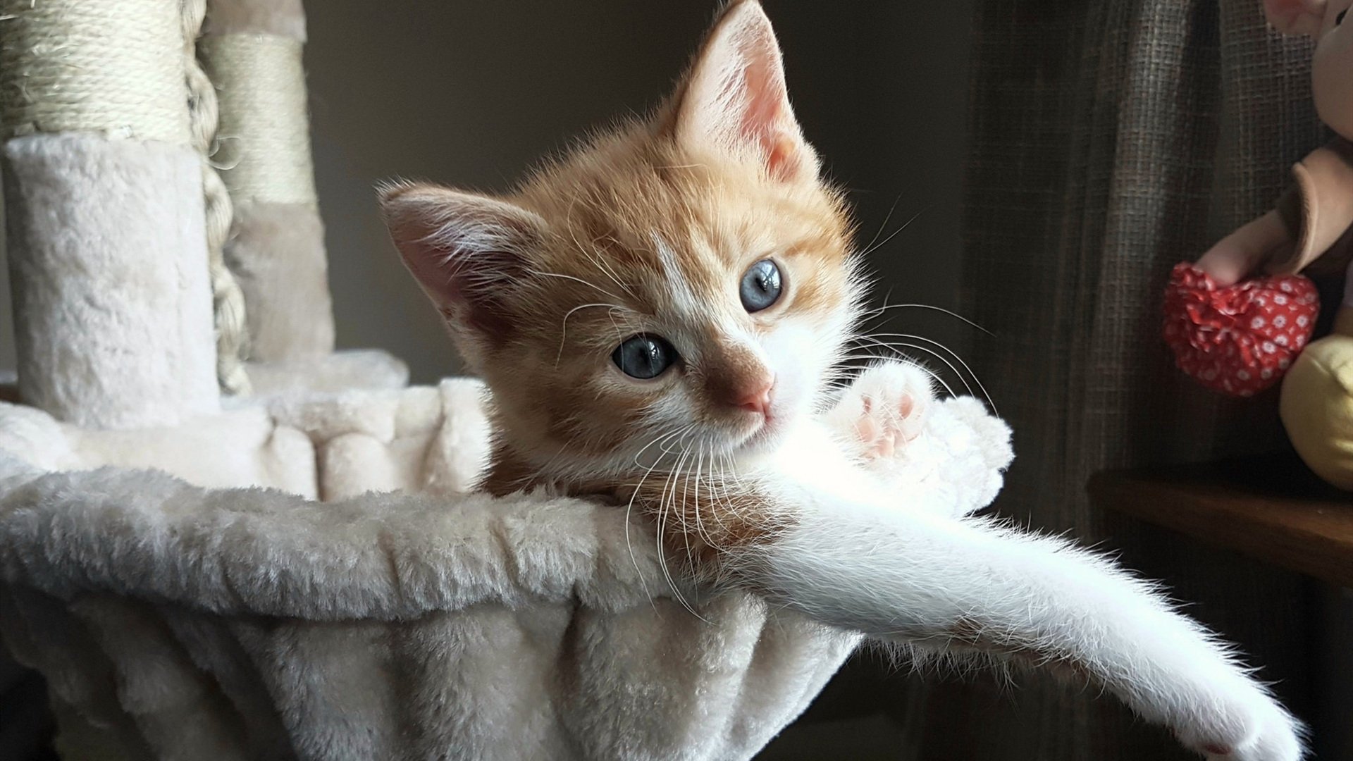 全国青少年体能大比武推广专项训练计划,全国青少年体育比赛有哪些