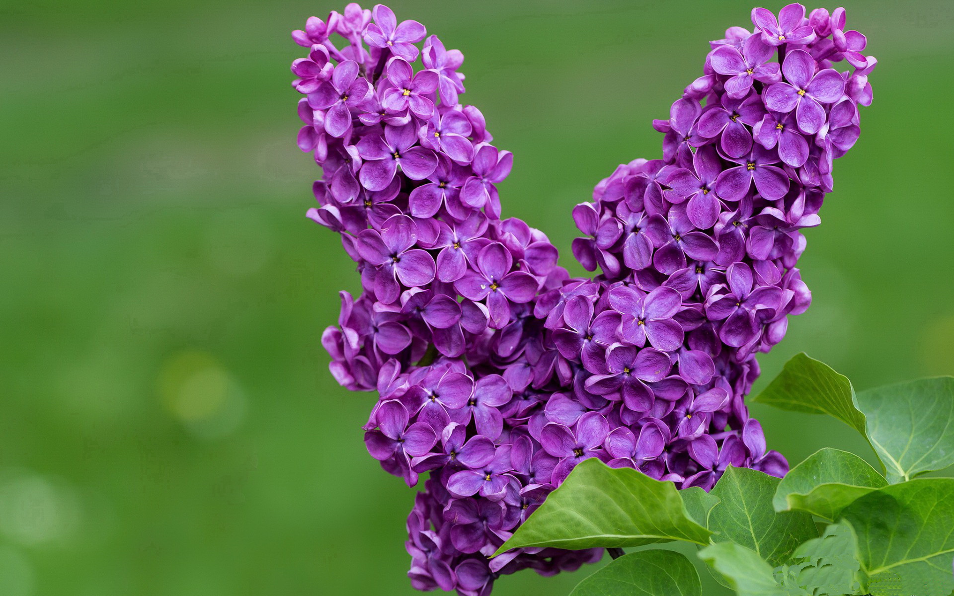 勒沃库森快节奏控球切入禁区制造机会,勒沃库森首发