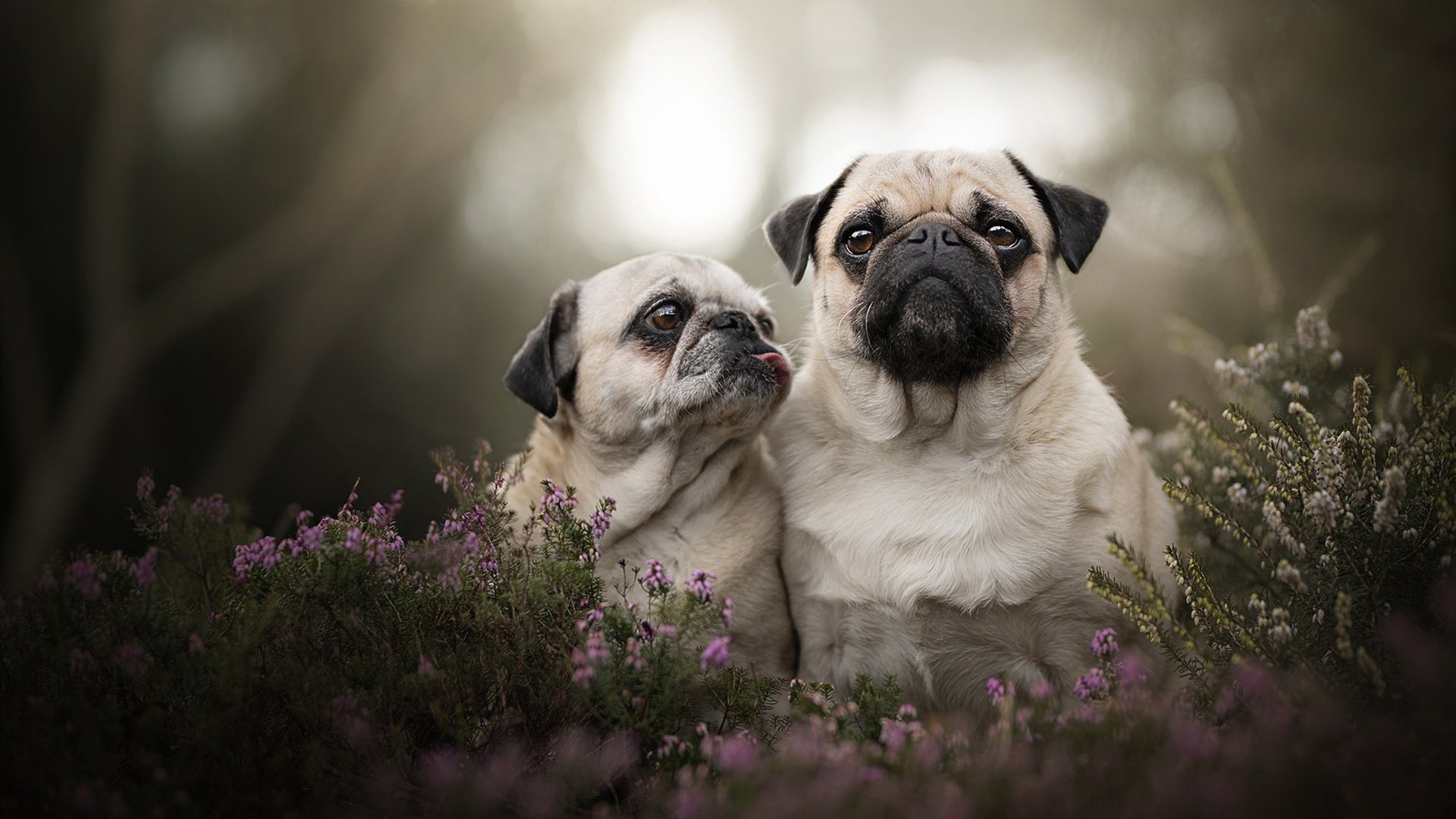 博卡未能形成有效反击通道,博卡未能形成有效反击通道的原因