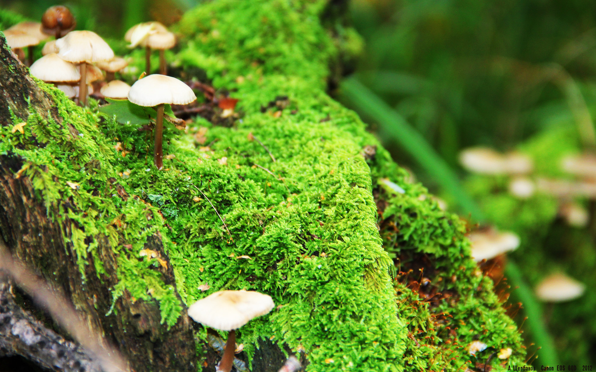 国际乒乓球赛引来全球媒体关注,比赛热度激增,国际乒乓球比赛由国际乒乓球联合会主办