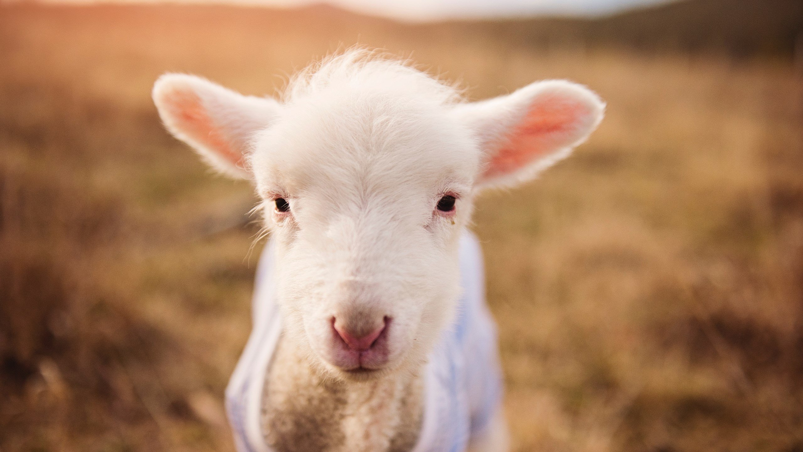 国家队比赛数据采集体系不完备